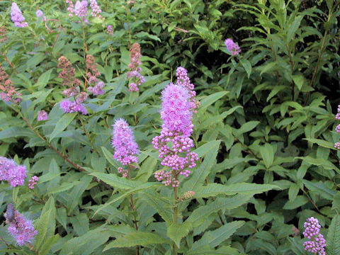 Spiraea salicifolia