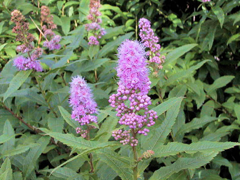 Spiraea salicifolia