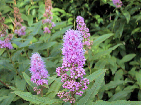 Spiraea salicifolia