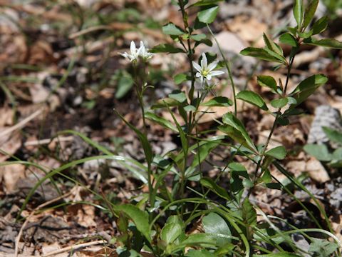 Lloydia triflora