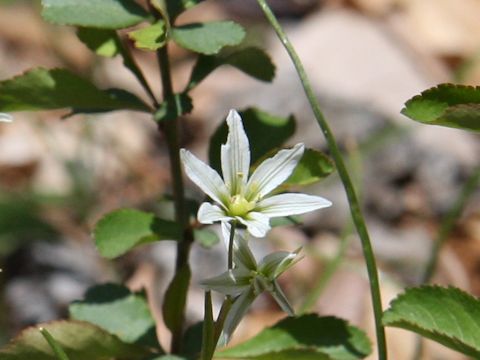 Lloydia triflora