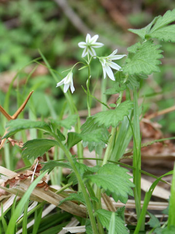 Lloydia triflora