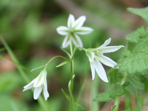 Lloydia triflora