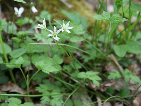 Lloydia triflora