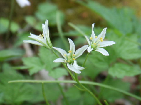 Lloydia triflora