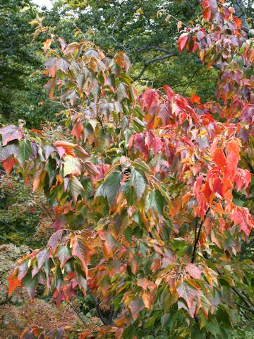 Acer capillipes