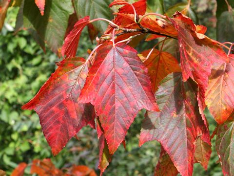 Acer capillipes