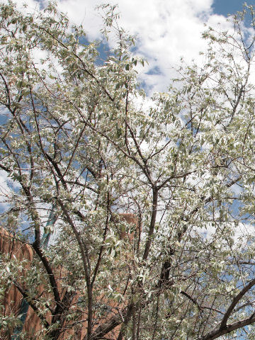 Elaeagnus angustifolia