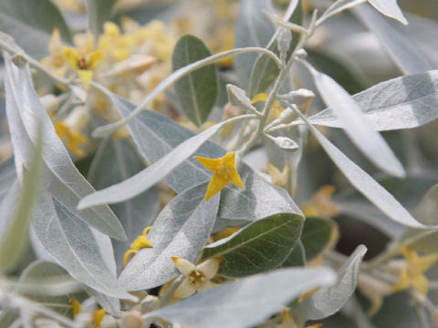 Elaeagnus angustifolia