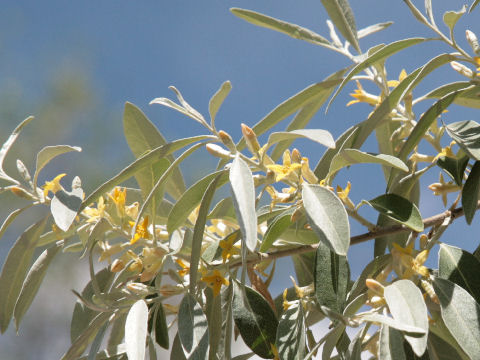 Elaeagnus angustifolia