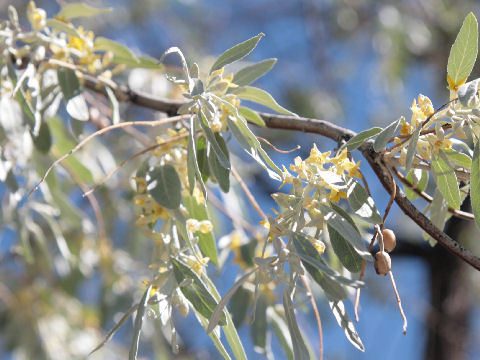 Elaeagnus angustifolia