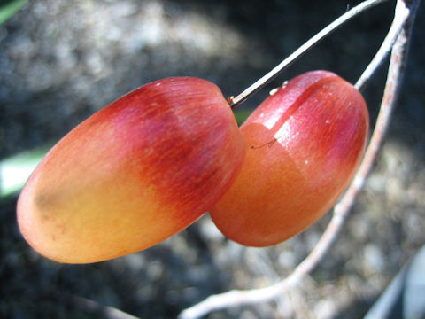 Elaeagnus angustifolia