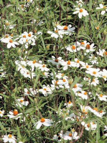 Zinnia angustifolia