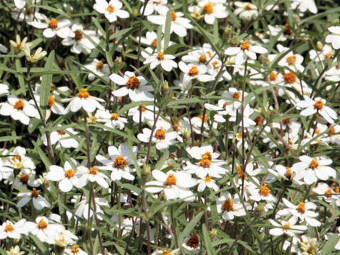 Zinnia angustifolia