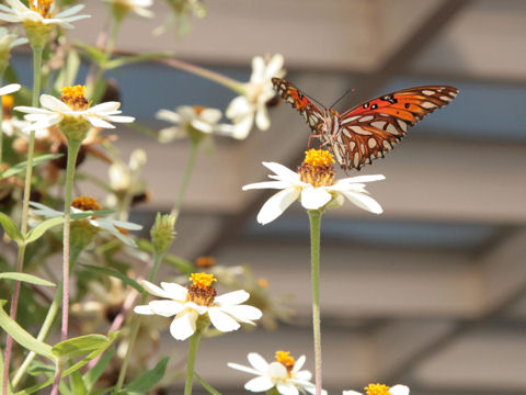 Zinnia angustifolia