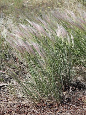 Hordeum jubatum