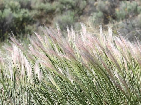 Hordeum jubatum