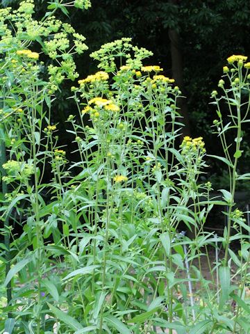 Inula britannica ssp. linariaefolia