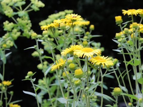 Inula britannica ssp. linariaefolia