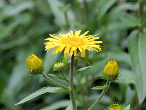 Inula britannica ssp. linariaefolia