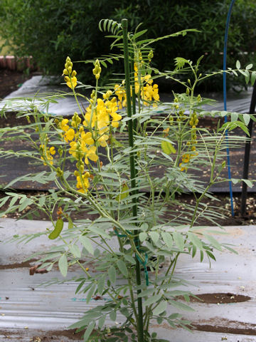 Cassia angustifolia