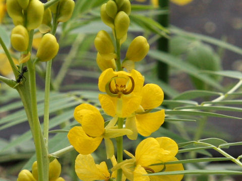 Cassia angustifolia