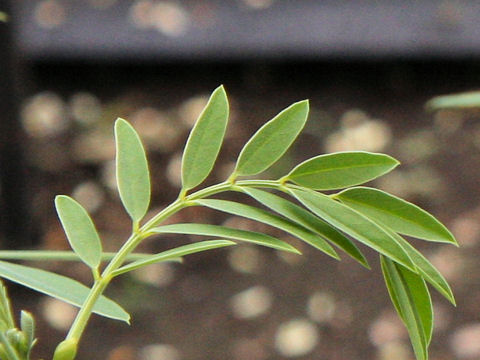 Cassia angustifolia