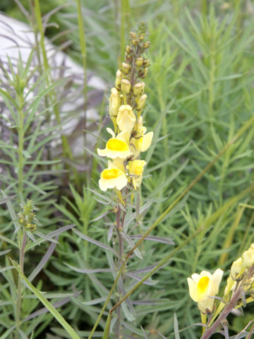 Linaria vulgaris