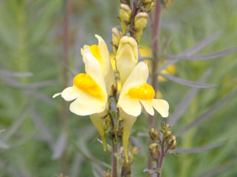 Linaria vulgaris