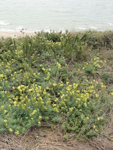 Linaria vulgaris