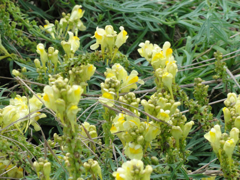 Linaria vulgaris