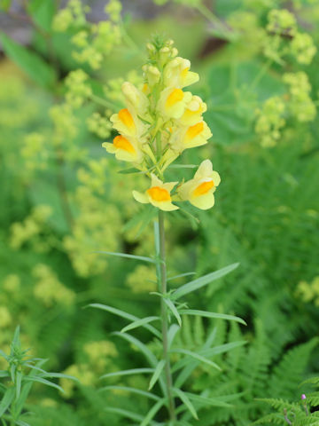 Linaria vulgaris