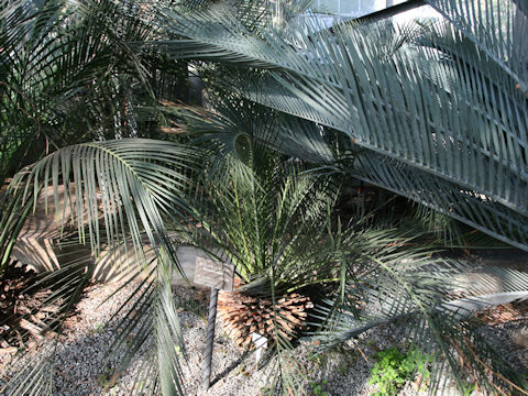 Macrozamia miquelii