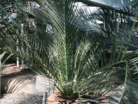 Macrozamia miquelii