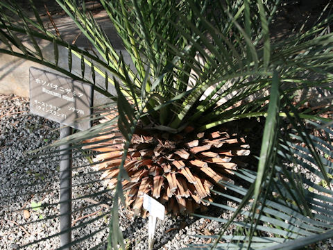 Macrozamia miquelii