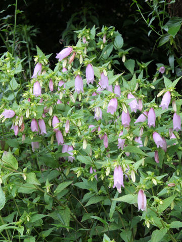 Campanula punctata