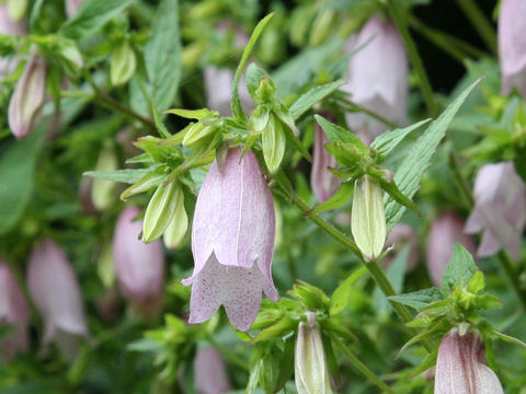 Campanula punctata