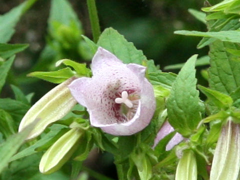 Campanula punctata