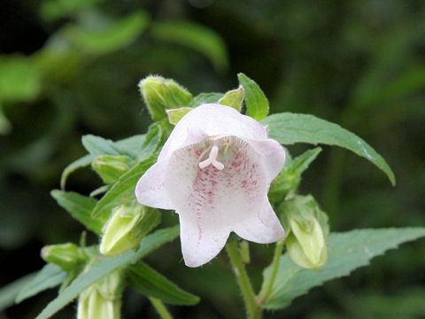 Campanula punctata