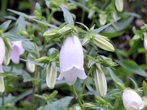 Campanula punctata