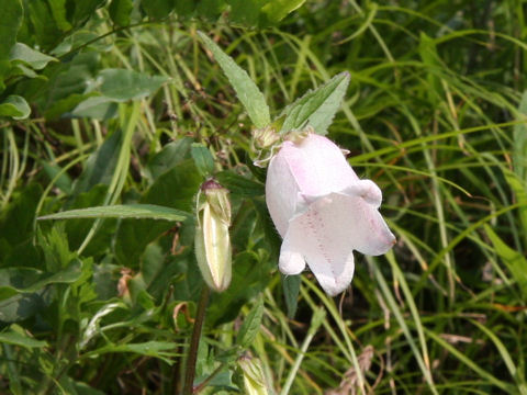 Campanula punctata