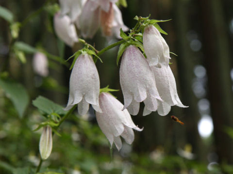 Campanula punctata