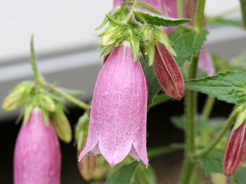 Campanula punctata