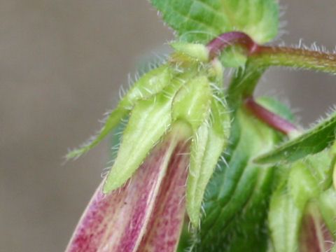 Campanula punctata