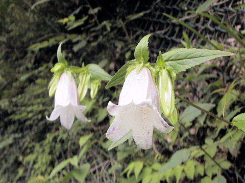 Campanula punctata