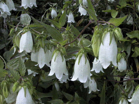 Campanula punctata