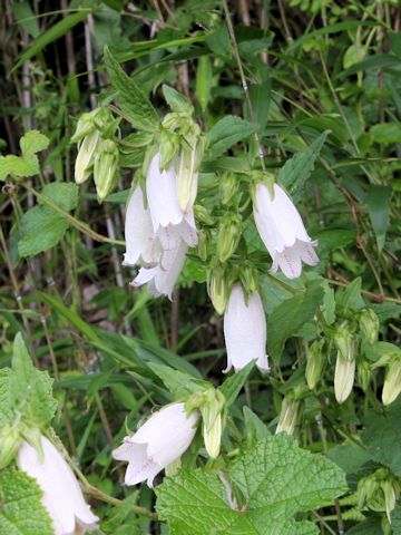 Campanula punctata