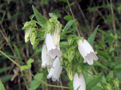 Campanula punctata