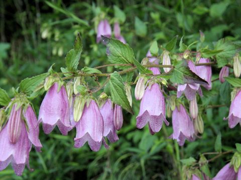 Campanula punctata