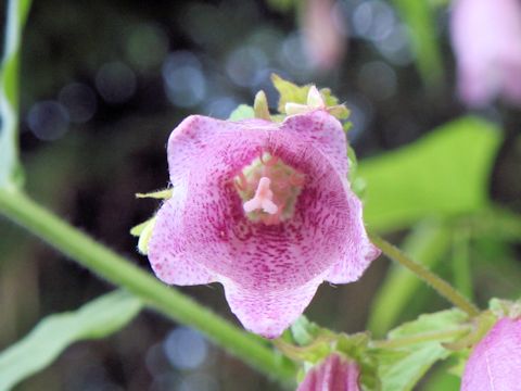 Campanula punctata